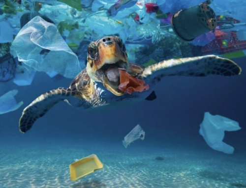 The Fight Against Single-Use Plastic